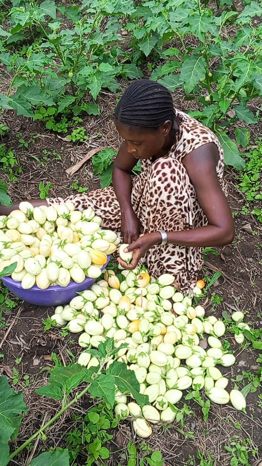 Récolte des produits maraichers