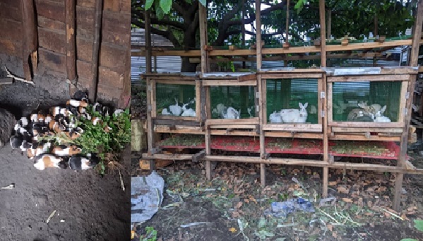 Nyiragongo : L’UAD/ONG mise sur le petit élevage pour vaincre la malnutrition